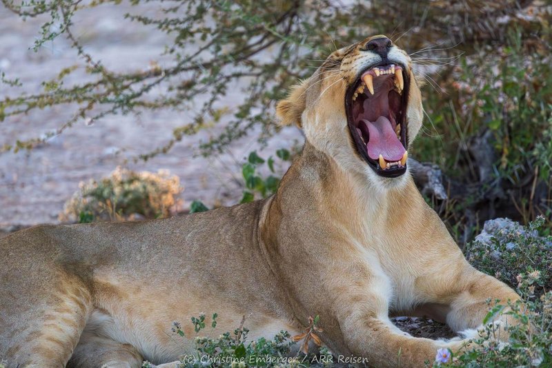 2026 | Namibia mit speziell ausgewählten, schönen Lodges