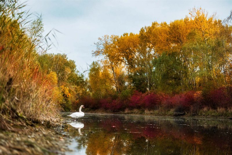 Wien in Gelbe und Orange - stimmungsvolle Herbstfotografie