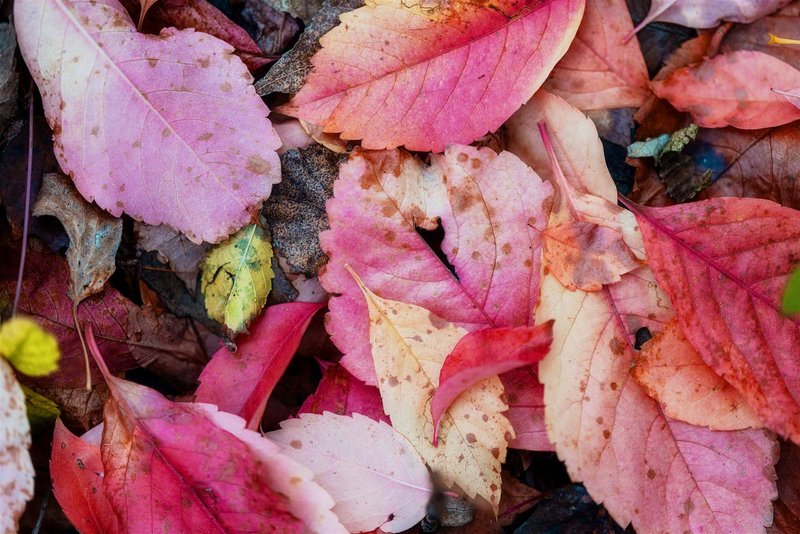 Fotowalk im Herbst - Wien in Gelb und Orange